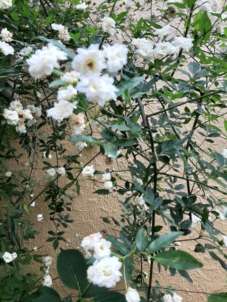 白いモッコウバラの挿し木用枝、5本
