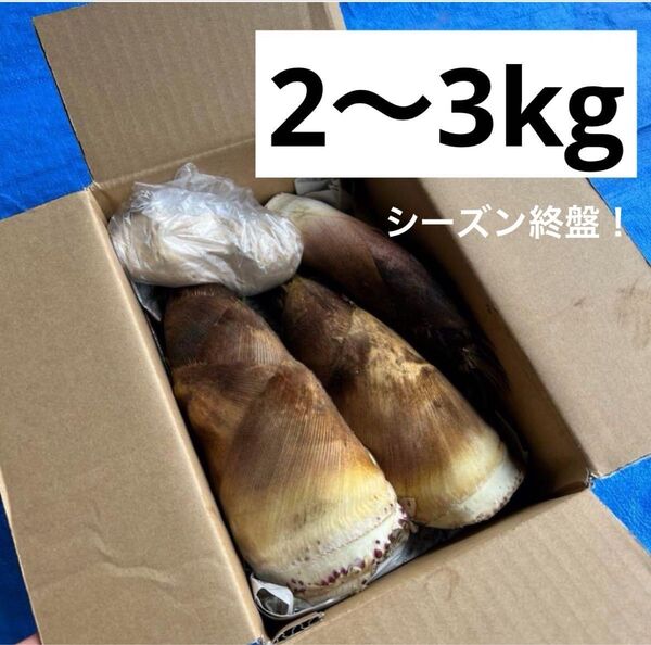 朝採れたけのこ2キロ以上