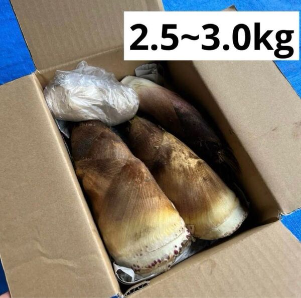朝採れたけのこ2.5kg以上