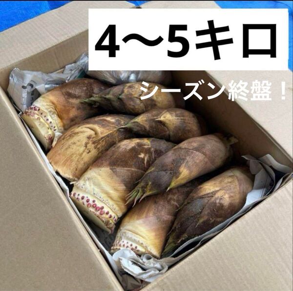 朝採れたけのこ4キロ以上