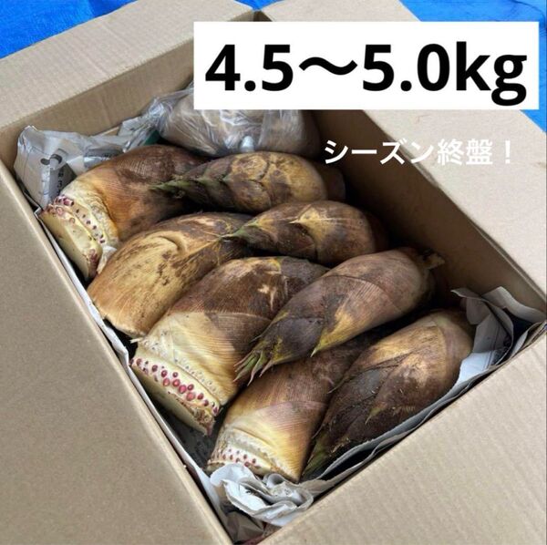 朝採れたけのこ4.5kg以上