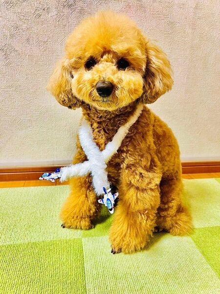 犬 ペット チョーカー ブルーインパルス 男の子、女の子の首元にも インスタ映え間違い無し