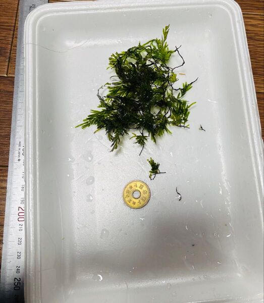 クレピドマネスspカリカット 水中葉