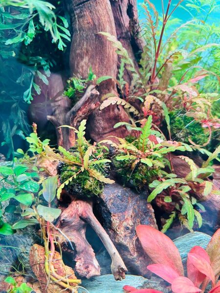 ハイグロフィラピンナティフィダXサムライモス 石付き 2個 黒溶岩個 無農薬