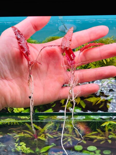 クリプトコリネ ウェンティーピンク (水中葉)(無農薬) 2株