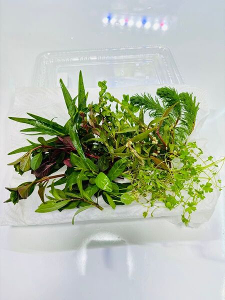 ビオトープ用水草 50本 水上葉 無農薬 水草セット