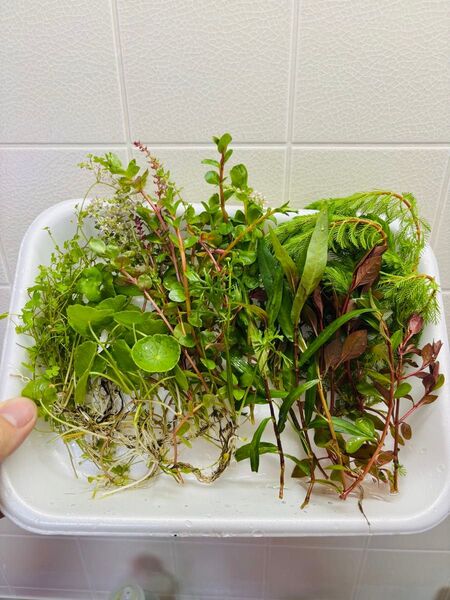 ビオトープ用水草 50本 水上葉 無農薬 水草セット