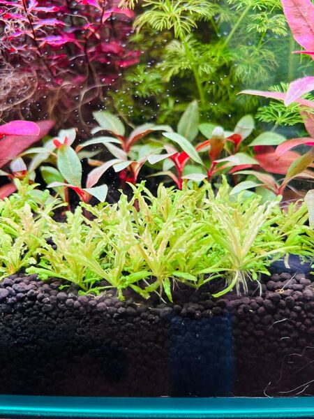 ポゴステモンヘルフェリー トリミング 5株 水中葉 無農薬
