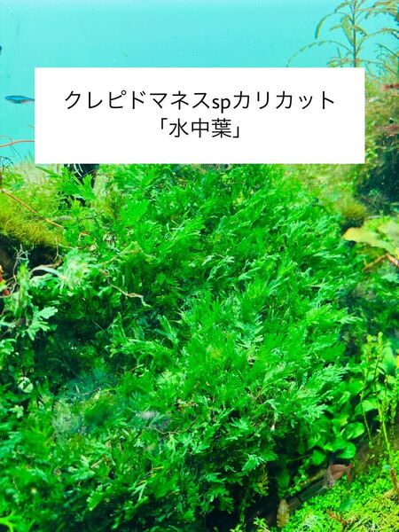 クレピドマネスspカリカット 水中葉