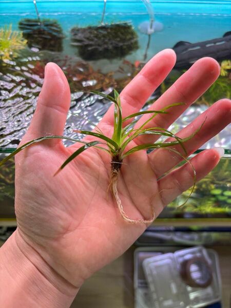 ホシクサ クチ 1大株 無農薬 水中葉