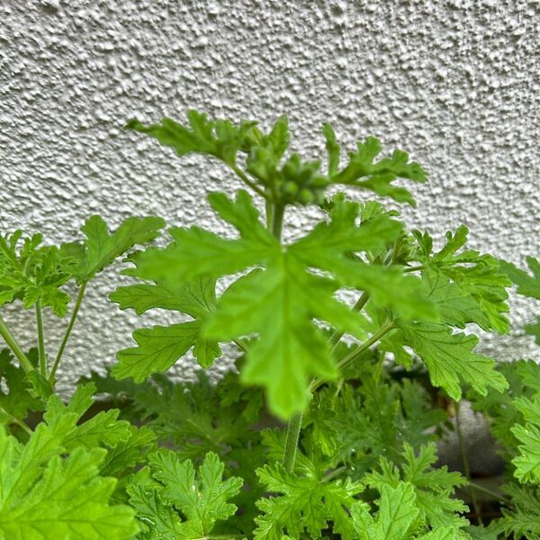 ゼラニウム 蚊取り草 刺し穂 切り穂 5本
