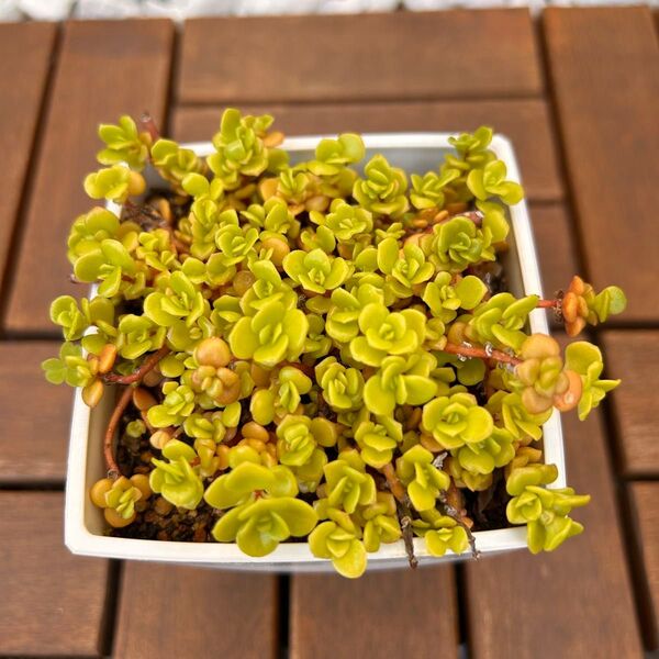 多肉植物 丸葉万年草 抜き苗