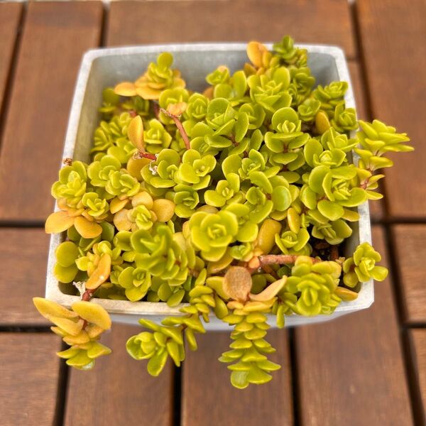多肉植物 丸葉万年草 抜き苗