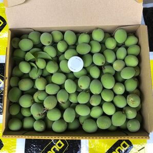 完全無農薬 手摘み 小梅 青梅 箱込み1.2kg ②