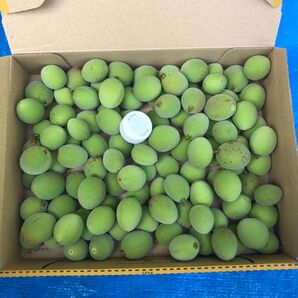 完全無農薬 手摘み 小梅 青梅 箱込み1.0kg ④