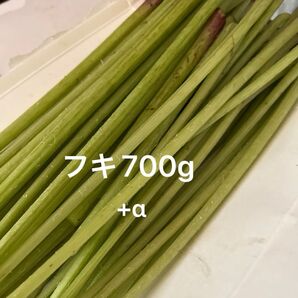 採れたてフキ 700g 茎のみ