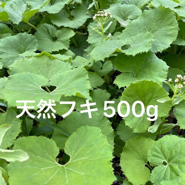 天然フキ 500g 茎のみ