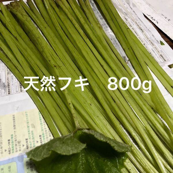 天然フキ 蕗 農薬使用なし ふき 800g