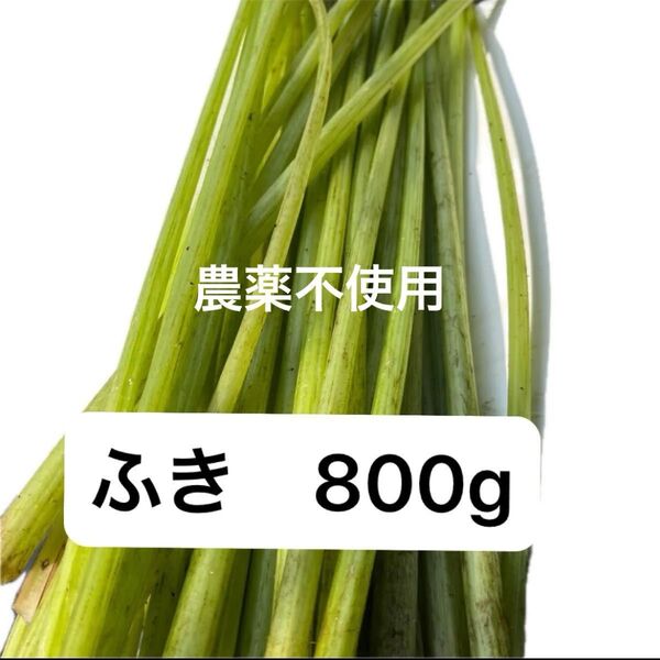 ふき 800g 天然フキ 蕗