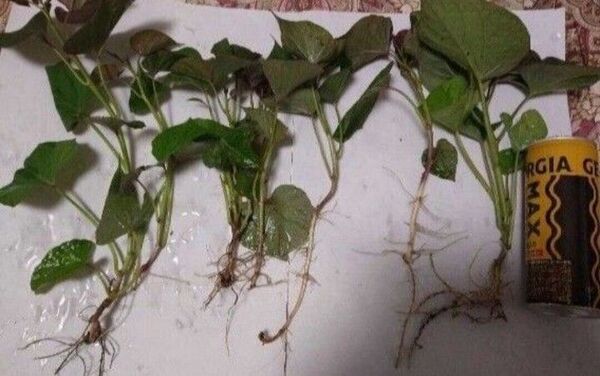 さつまいもの苗 10本セット 安納芋