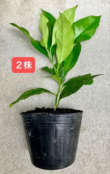 【今が定植適期】レモン苗 2株 品種:リスボン 挿木苗 ポットごと