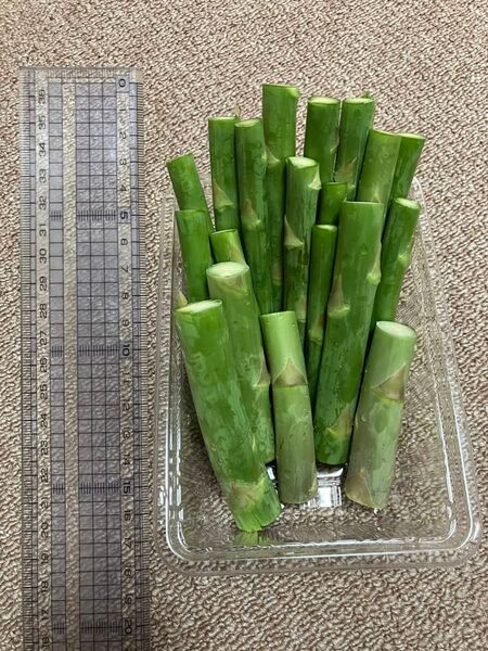 アスパラガス 切下 500g 大小太細混合
