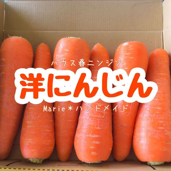 1.2kg 洋にんじん お試しパック ハウス 野菜 産地直送 期間限定