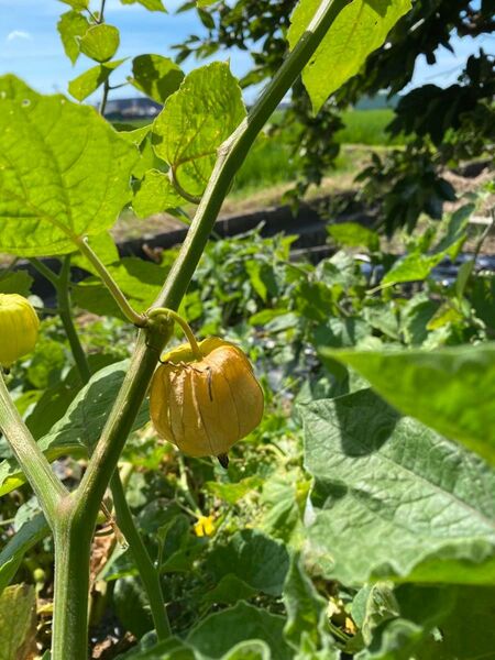 ほおずき苗 タネストロベリートマト瀬戸ゴールド 食用ほおずき太陽の子 抜き苗3苗