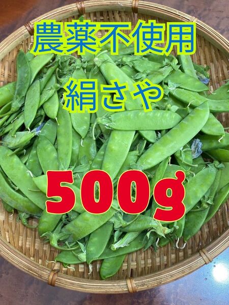 農薬不使用 さやエンドウ 絹さや 新鮮キヌサヤ約500g 甘くておいしい