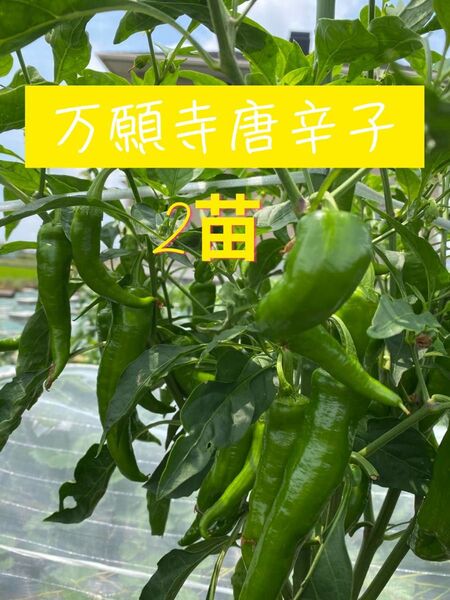 農薬不使用 万願寺とうがらし 抜き苗2苗