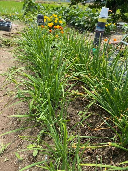 農薬不使用 野菜苗 自然 ニラの根苗40本