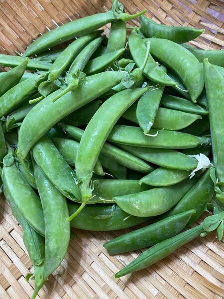 農薬不使用 スナップえんどう 500g