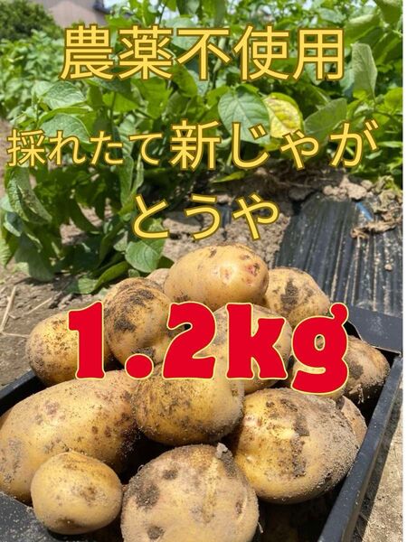 農薬不使用 土付き とうや 新ジャガイモ じゃがいも 1.2キロ
