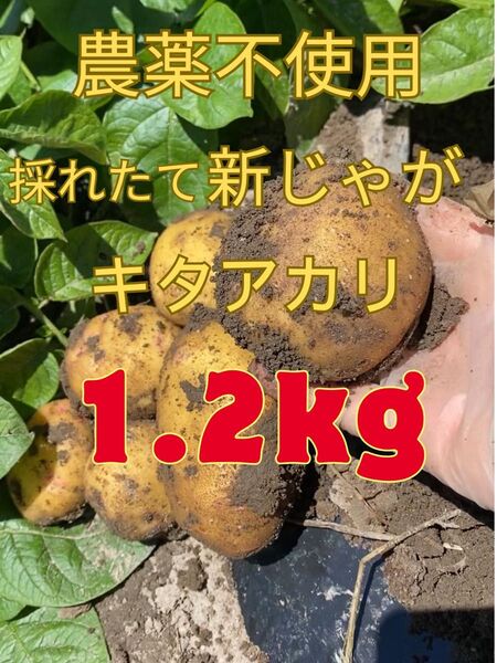 農薬不使用 土付き キタアカリ 北あかり 新ジャガイモ じゃがいも 1.2キロ