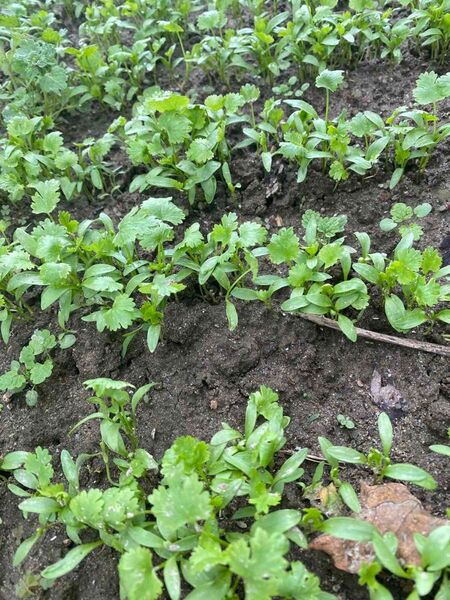 パクチー苗 25本 家庭菜園 農薬不使用・自宅栽培・新鮮コリアンダー苗 香菜苗
