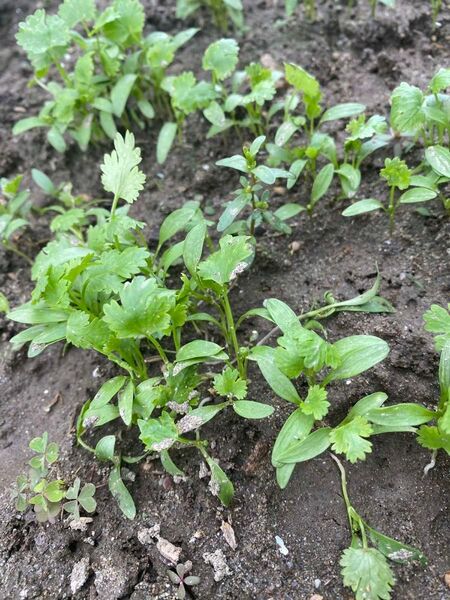 パクチー苗 25本 家庭菜園 農薬不使用・自宅栽培・新鮮コリアンダー苗 香菜苗