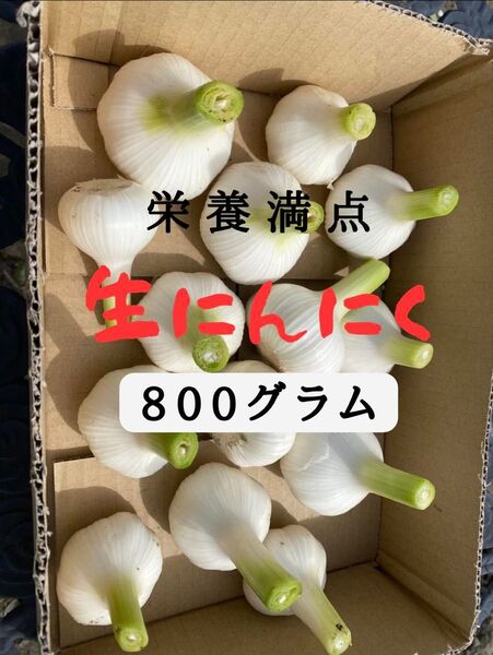 農薬不使用 採れたて 生にんにく 葉にんにく 新ニンニク 大蒜800g 健康野菜