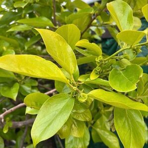 農薬不使用 先物 柿の葉 新芽