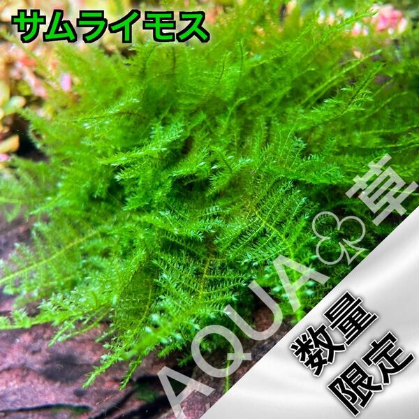 【希少】 サムライモス 500円玉サイズ 水中葉
