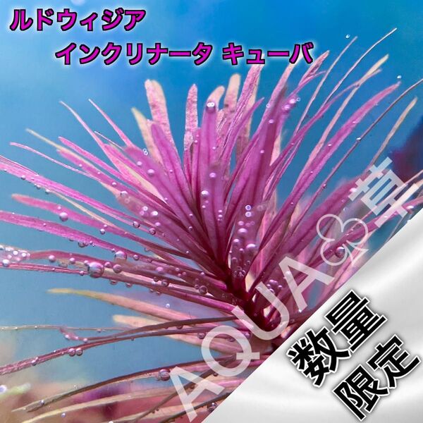 【希少】 ルドウィジア インクリナータ キューバ 2本5cm~ 水中葉