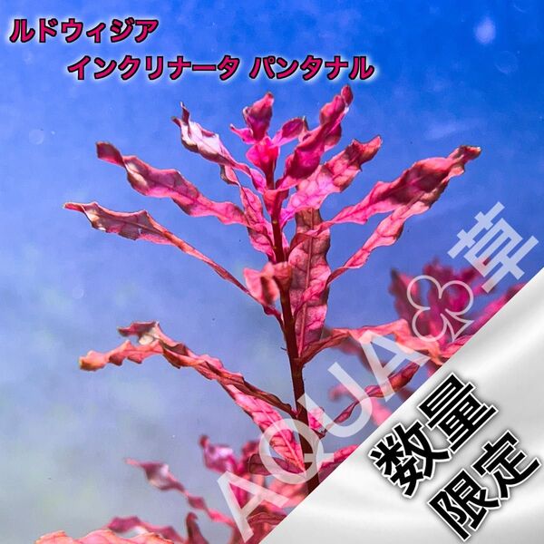 【超希少】ルドウィジア インクリナータ パンタナル 1本5cm~ 水中葉