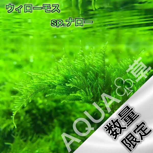 【超希少】ウィローモス sp. ナロー 3セット 500円玉サイズ 水中葉