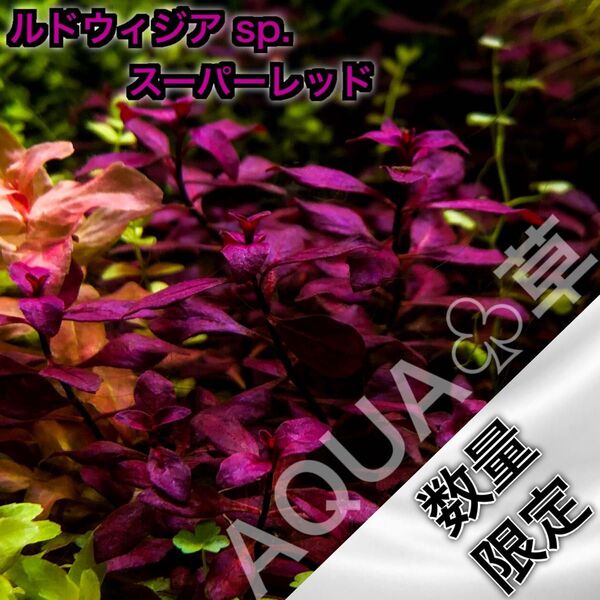 ADA ルドウィジア sp. スーパーレッド 5本5cm~ 水中葉