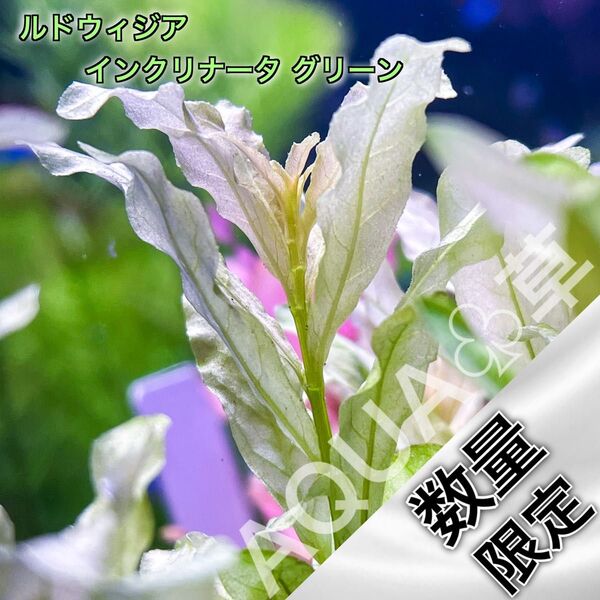 【超希少】ルドウィジア インクリナータ グリーン 3本5cm~ 水中葉