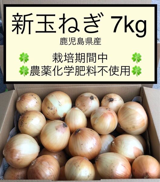 新玉ねぎ 七宝7kg 栽培期間中農薬化学肥料不使用
