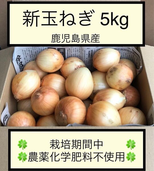 新玉ねぎ 七宝5kg 栽培期間中農薬化学肥料不使用