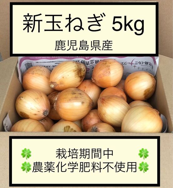 新玉ねぎ 七宝5kg 栽培期間中農薬化学肥料不使用2