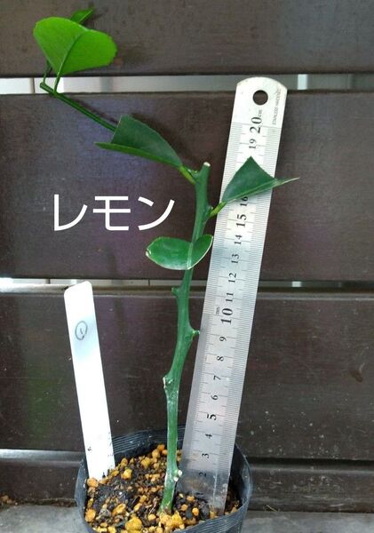 レモン苗木 ①