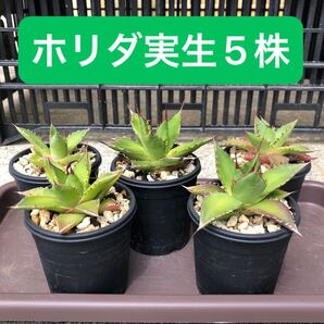 鉢付き発送 実生株 アガベ ホリダ 5株セット Agave horrida ssp. horrida