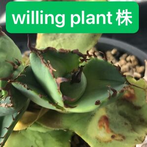 アガベ チタノタ 蟹 カニ willing plant株 胴切り天芽 オテロイ 優良血統子株 OC株